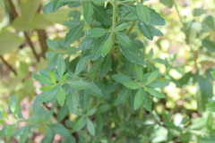 Baccharis heterophylla