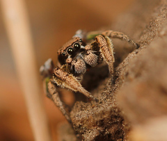 Habronattus festus