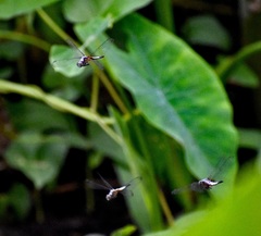 Brachydiplax chalybea