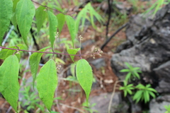 Ageratina areolaris