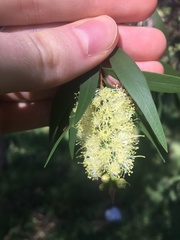 Melaleuca salicina