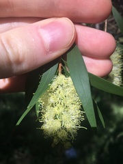 Melaleuca salicina