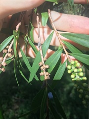 Melaleuca salicina