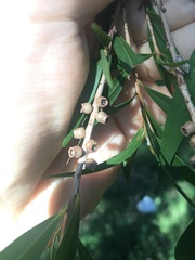Melaleuca salicina