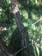 Melaleuca salicina