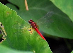 Rhodothemis rufa