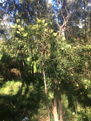 Melaleuca salicina