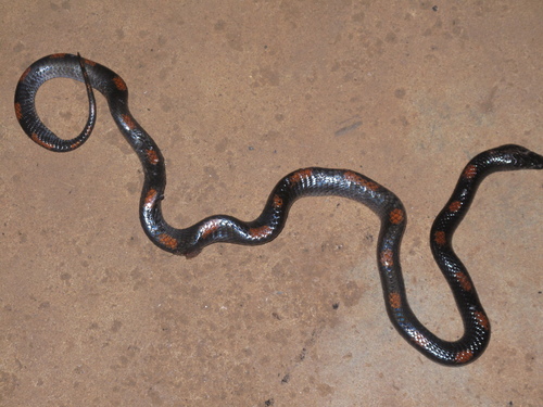 Photo of a Spotted Wolf Snake (Lycophidion albomaculatum)
