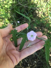 Convolvulus erubescens
