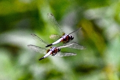 Brachydiplax chalybea