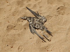 Ardenna tenuirostris