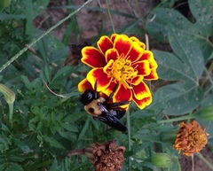 Xylocopa virginica