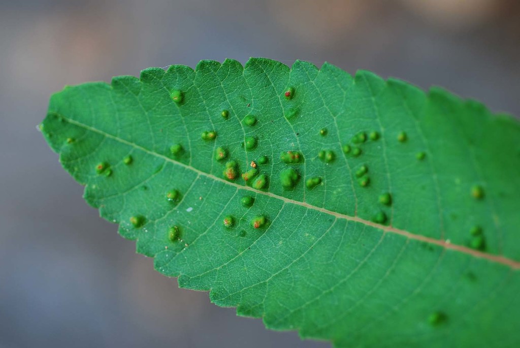 Aculops chinonei
