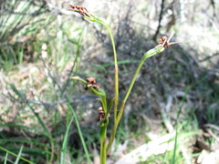 Diuris pardina