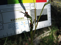 Diuris pardina