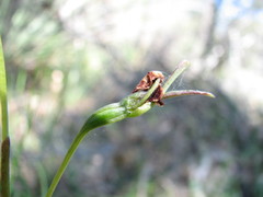 Diuris pardina
