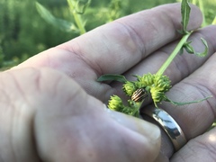 Zygogramma exclamationis