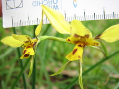 Diuris × palachila