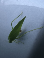 Microcentrum incarnatum