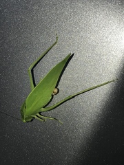 Microcentrum incarnatum