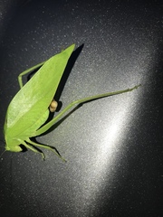 Microcentrum incarnatum