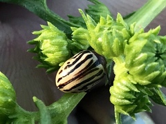 Zygogramma exclamationis