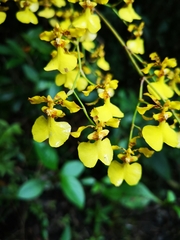 Oncidium tenuipes