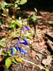 Salvia vitifolia