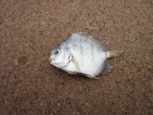 African sicklefish (Drepane africana) — Drepaneidae — 5