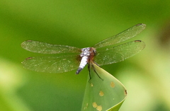 Brachydiplax
