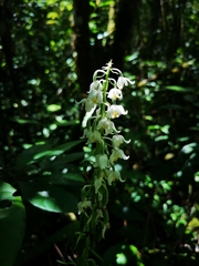 Calanthe calanthoides