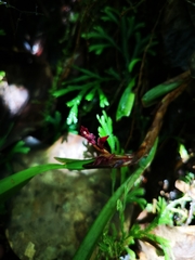 Maxillaria hagsateriana