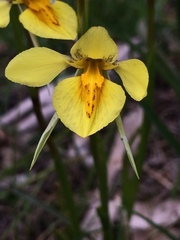 Diuris behrii