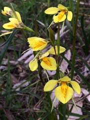 Diuris behrii