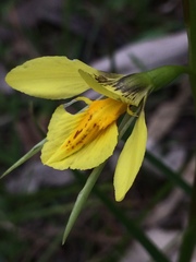 Diuris behrii