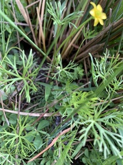 Ranunculus inundatus