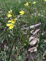 Diuris behrii