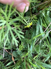 Ranunculus inundatus