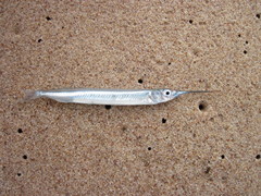 African Halfbeak photo 2