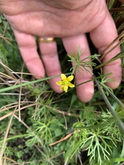 Ranunculus inundatus