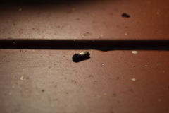 Epiblema tripartitana