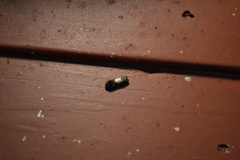 Epiblema tripartitana