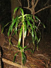 Pleomele aurea