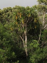 Pleomele aurea