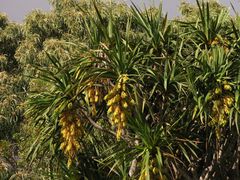 Pleomele aurea