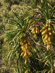Pleomele aurea