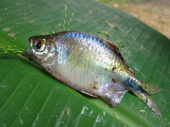 Characiformes