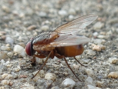 Dichaetomyia