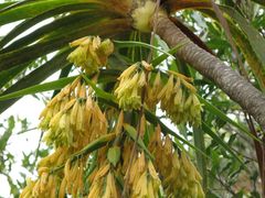 Pleomele aurea