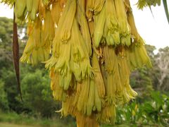 Pleomele aurea